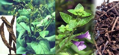 Không có ảnh
